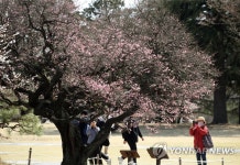 전남대 홍매 앞에 발길 멈춘 시민들