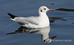 길 잃은 갈색머리갈매기 서귀포 앞바다서 첫 관찰