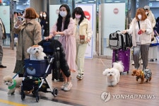 제주 놀러온 댕댕이들