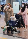 제주 놀러온 댕댕이들