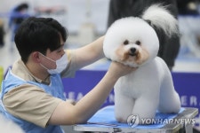 애견미용사들의 섬세한 손길
