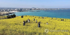 제주의 봄