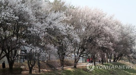 춘분 앞두고 활짝 핀 살구꽃
