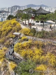 응봉산에 찾아온 봄