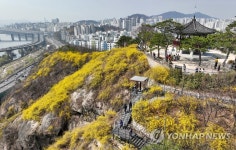 응봉산에 찾아온 봄