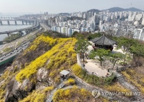 응봉산에 찾아온 봄