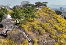 개나리 활짝 핀 응봉산