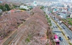 개화만발II | 개화 시작