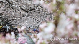 진해군항제 D-1, 벚꽃 활짝