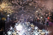 벚꽃 빛나는 밤에…진해 여좌천