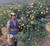 [다시 뛰는 경남농업] ⑤ 풍부한 영양소에 가공품 활용까지…만능 거제 유자