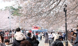 경화역 공원은 벚꽃이다