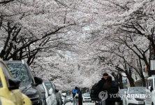 강릉 벚꽃 명소 솔올택지