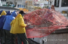 싱싱한 봄 멸치가 왔어요.
