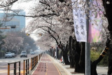 여의서로 벚꽃길 4월1일 오전 10시부터 교통통제