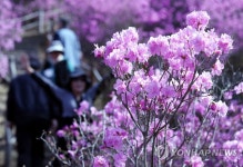 진달래 군락 사이에서 봄 만끽