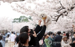 댕댕이도 벚꽃 구경