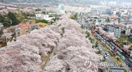 진해 경화역 공원 벚꽃 예술