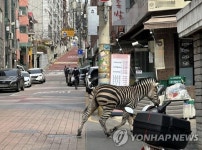네가 그 세로구나…서울동물원 스타된 탈출 얼룩말