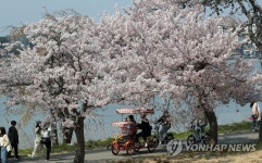 활짝 핀 벚꽃 아래서 즐기는 휴일