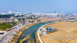 도로변 따라 만개한 벚꽃