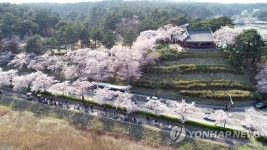 활짝 핀 벚꽃과 경포대
