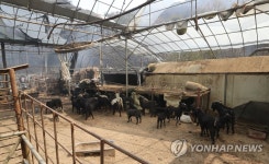 산불에 집 잃은 염소들