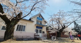 벚꽃 만개한 원주 옛 반곡역