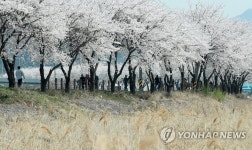 원주천 벚꽃길과 갈대숲