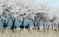 원주천 벚꽃길과 갈대숲