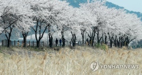 원주천 벚꽃길과 갈대숲