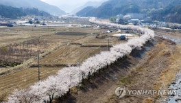 끝없이 펼쳐진 원주천 벚꽃길