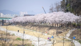만개한 원주천 벚꽃길
