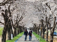 연분홍 벚꽃 물결치는 보은 보청천