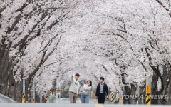 백전 50리 추억의 벚꽃길