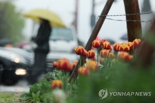 단비 머금은 봄꽃