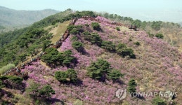 만개한 강화 고려산 진달래꽃