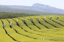 제주 해차 수확