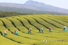 제주 해차 수확
