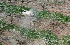 꽃핀 배나무밭에서 농사일