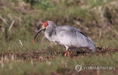 경남 창녕 우포늪 따오기 창원서 발견