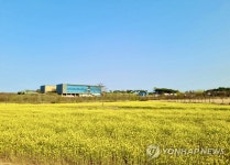 부안 줄포생태공원에 유채꽃 만개
