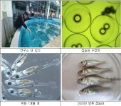 인천시, 강화 황산도 해역에 점농어 치어 10만마리 방류