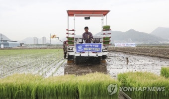 풍년을 기원하며 부산 첫 모내기