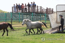 말들에게도 봄이 왔나봄 천연기념물 제주마 한라산 초원으로