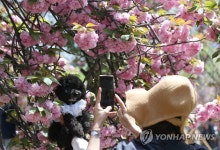 겹벚꽃 담으러 왔어요