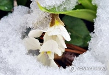 눈 맞은 봄꽃
