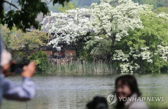 [픽! 밀양] 이팝꽃 만개한 밀양 위양지…봄의 절정 만끽
