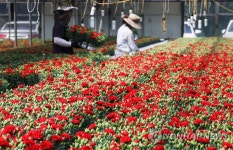 가정의 달 앞두고 카네이션 출하 작업