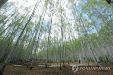 순백의 동화 속 주인공 기다리는 자작나무숲